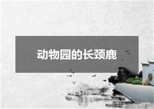 动物园的长颈鹿