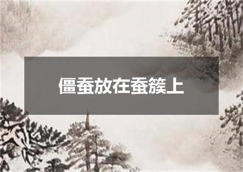 僵蚕放在蚕簇上