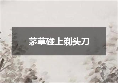茅草碰上剃头刀