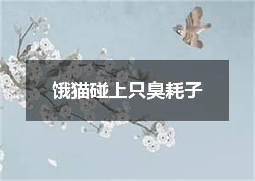 饿猫碰上只臭耗子