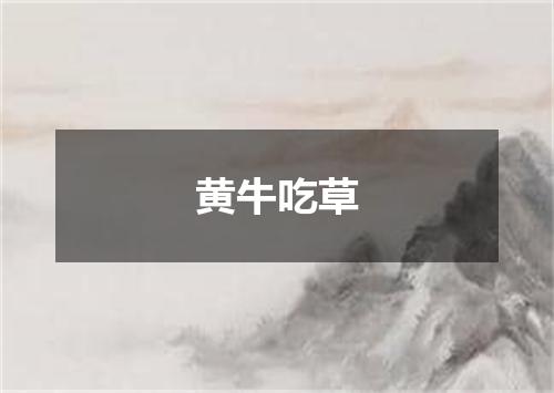 黄牛吃草