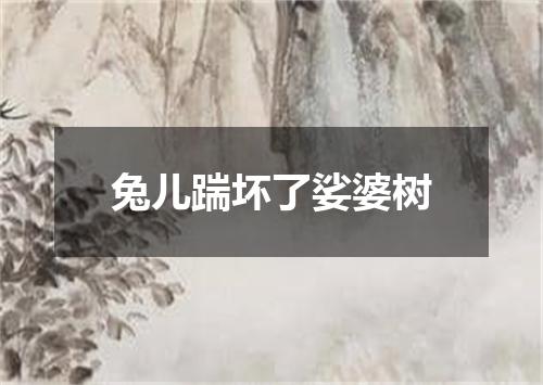 兔儿踹坏了娑婆树