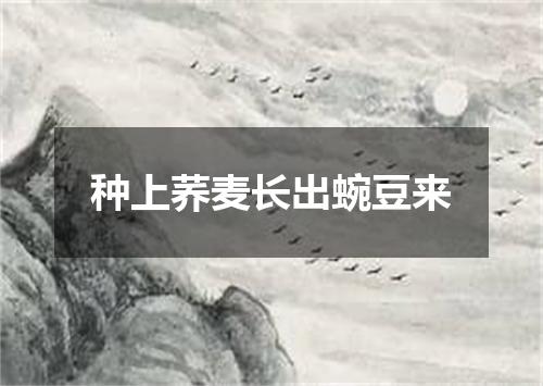 种上荞麦长出蜿豆来