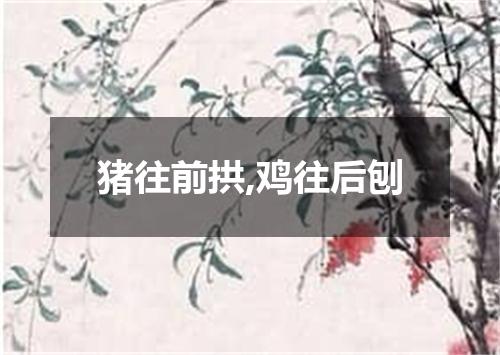 猪往前拱,鸡往后刨